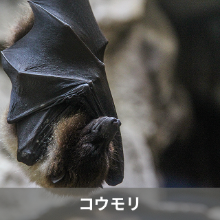 コウモリ