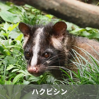 ハクビシン