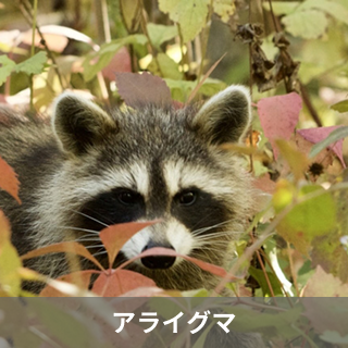 アライグマ